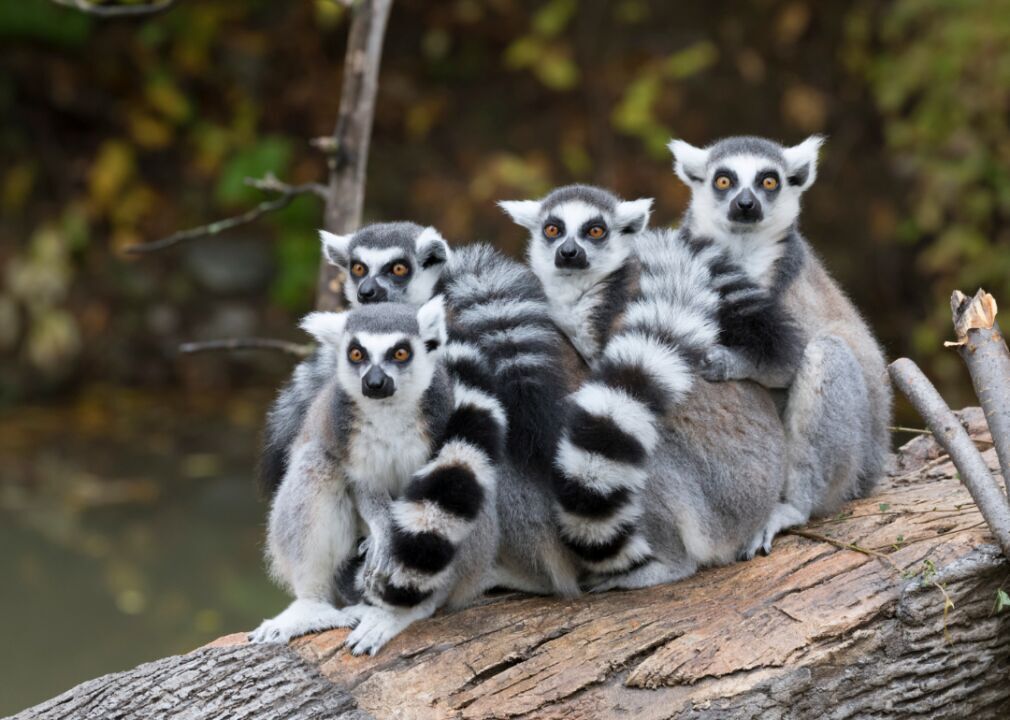 Lemur bunch